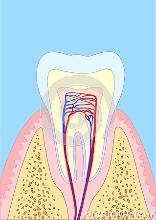 Molar tooth Cartoon Illustration