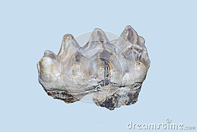 The molar tooth of a young elephant order Proboscidea is gray isolated on a white background. Animal Stock Photo