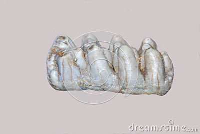 The molar tooth of a young elephant order Proboscidea is gray isolated on a white background. Animal world Stock Photo