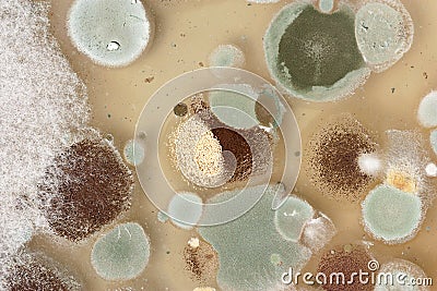 Mold Stock Photo