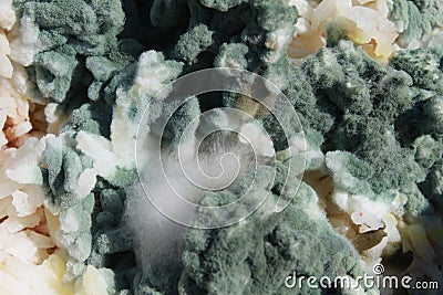 Mold Stock Photo