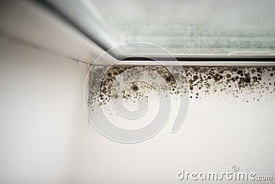 Mold in the corner of the window. Stock Photo