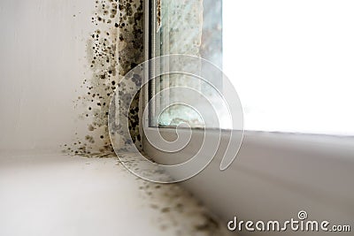 Mold in the corner of the window. Stock Photo