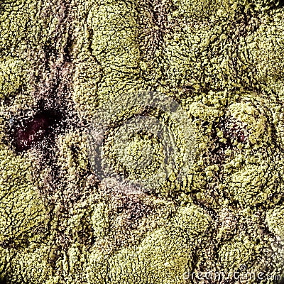 Mold on food Fruit Magnification. Natural mold background with macro, shades of green mold Stock Photo