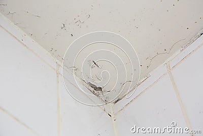 Mold or fungus of the wall in the Shower room causing black or brown mold in the bathroom or toilet room caused by the hot water Stock Photo