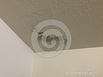 Mold growing on ceiling after rain Stock Photo