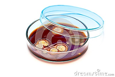 Mold growing in a Petri dish Stock Photo