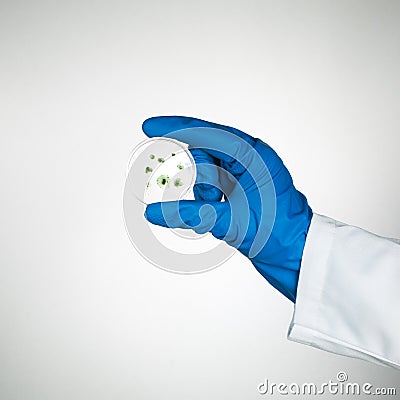 Mold specimen in petri dish Stock Photo