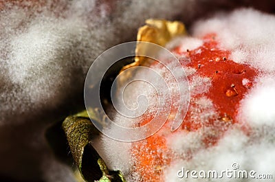 Mold strawberries Stock Photo