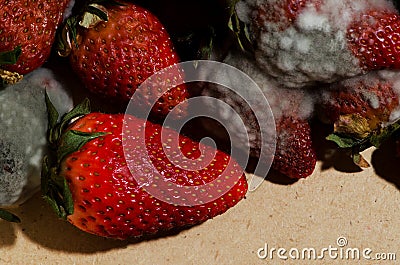 Mold strawberries Stock Photo