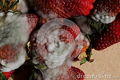 Mold strawberries Stock Photo