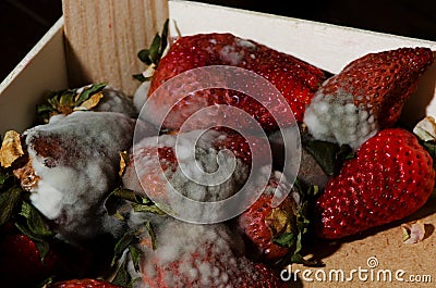 Mold strawberries Stock Photo