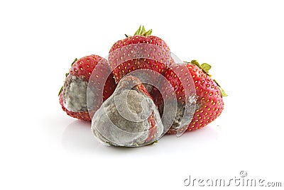Mold Strawberry Stock Photo