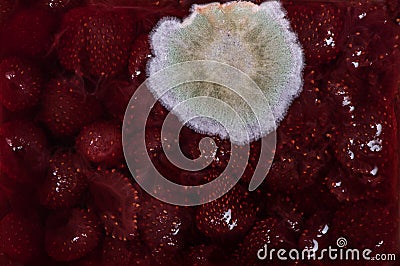 Mold on strawberry jam Stock Photo