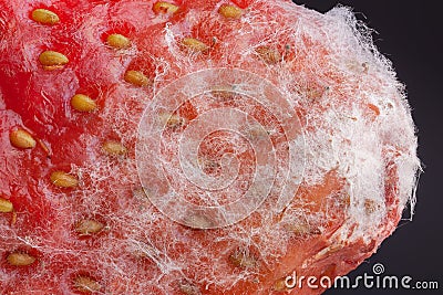 Mold strawberry through the microscope Stock Photo