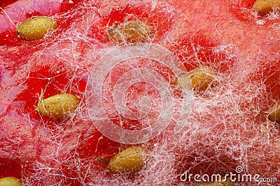Mold strawberry through the microscope Stock Photo