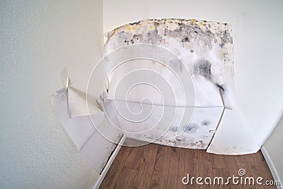 Mold on wallpaper in rooms after renovation due to moisture Stock Photo