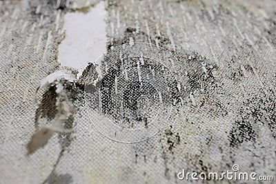 Mold on a white background, fungus on a white background, bacteria on a white background, mold growth on a white background Stock Photo