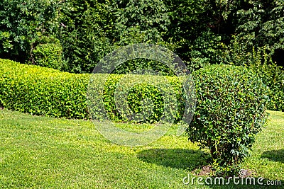 Molded trimmed bush and a green lawn. Stock Photo