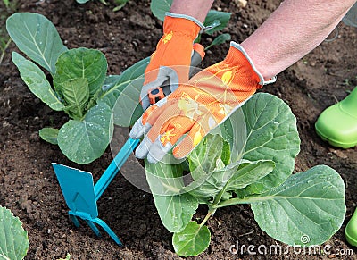 Molder soil around young cabbage Stock Photo