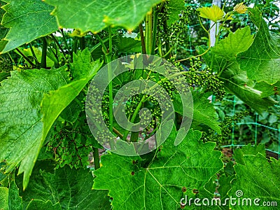 Blooming grapes. Stock Photo