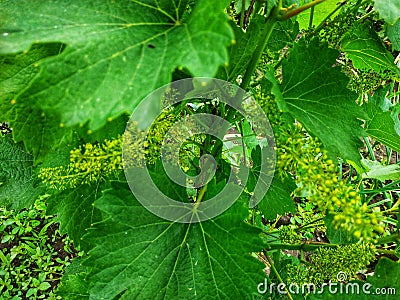 Blooming grapes Stock Photo