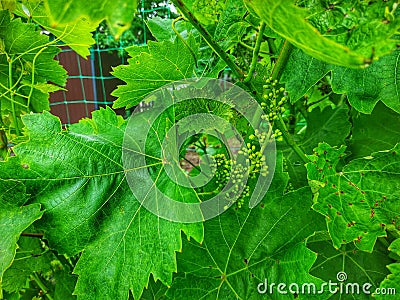 Blooming grapes Stock Photo