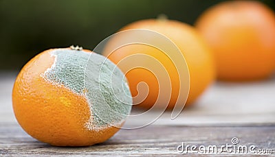 Moldy orange mandarin tangerine fruits Stock Photo