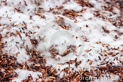 Moldy rice, Fungi on rice in pot Stock Photo