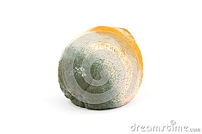 Moldy Rotten Orange Stock Photo