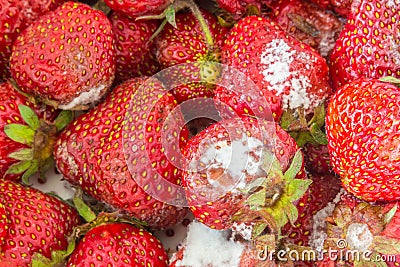 Moldy strawberries Stock Photo