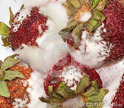 Moldy strawberries in macro close up Stock Photo