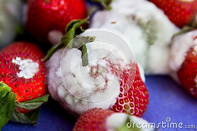 Moldy strawberries Stock Photo