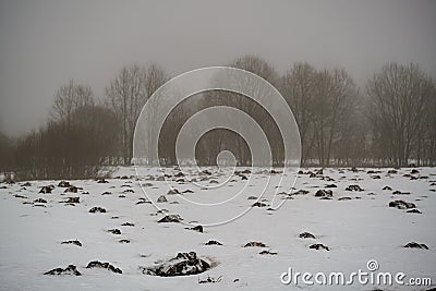 mole camuflage molehill pattern in the field with snow and mist Stock Photo