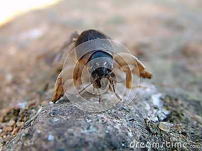 Mole cricket Stock Photo