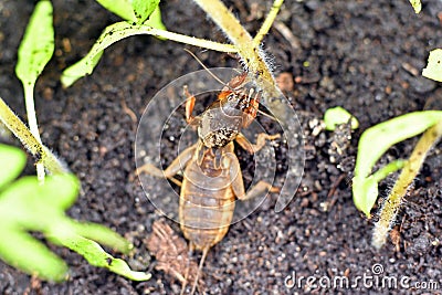 Mole cricket, eating young tomato plant Stock Photo