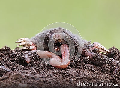 Mole eating earthworm Stock Photo