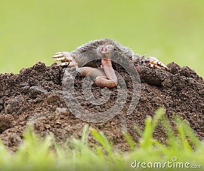 Mole eating worm Stock Photo