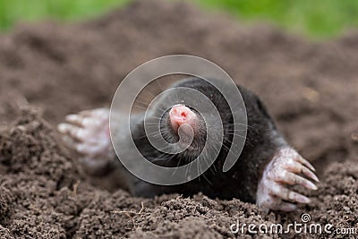 Mole Stock Photo