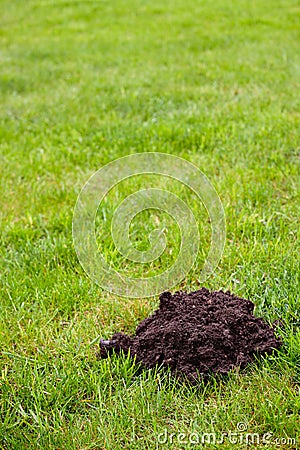 Mole Mound Stock Photo