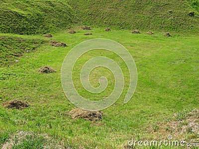 Mole mound in the field Stock Photo