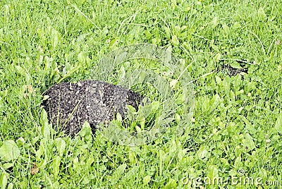 Mole mound in the field Stock Photo