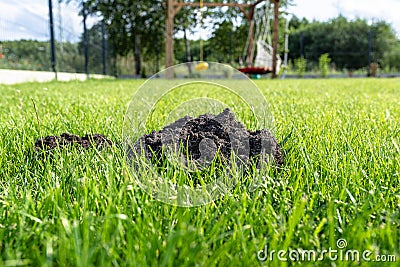 A mole mound in the garden of a house with a nice young lawn. Stock Photo