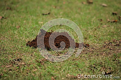 Mole mound in the park Stock Photo