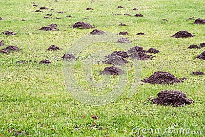 Mole mound Stock Photo