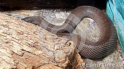 Mole snake in zoo Stock Photo