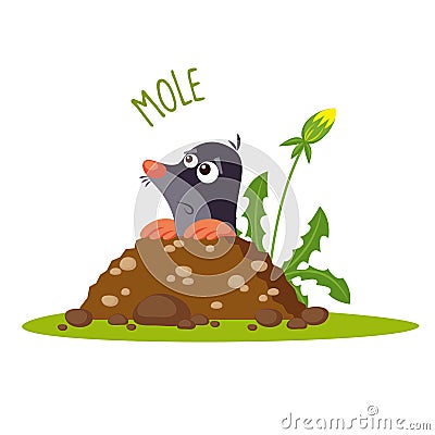 Mole vector illustration Vector Illustration