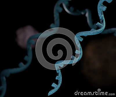 Messenger Ribonucleic Acid (mRNA) Is A Single stranded Molecule Of RNA Messenger Ribonucleic Acid (mRNA) Is A Single stranded Molecule Of RNA
