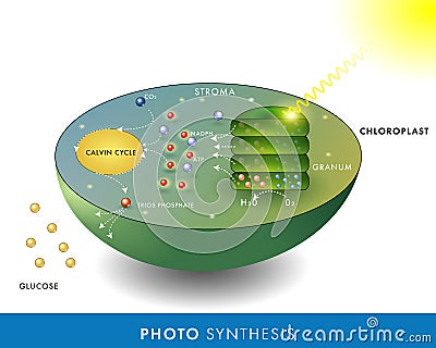 Molecular mechanism of photosynthesis in plants showing the synthesis of glucose in the Calvin cycle of the chloroplast of plant l Vector Illustration