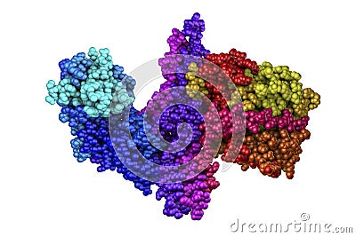 Molecular model of botulinum neurotoxin Cartoon Illustration